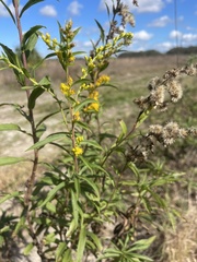 Solidago leavenworthii