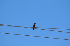 Patagioenas squamosa