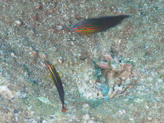 Halichoeres biocellatus