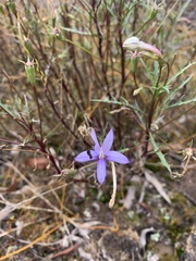 Lithotoma axillaris