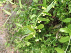 Cocculus diversifolius