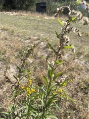 Solidago leavenworthii