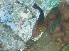 Halichoeres biocellatus