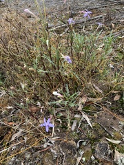 Lithotoma axillaris