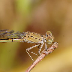 Pseudagrion cingillum