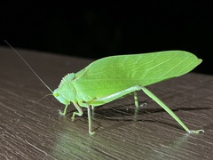 Steirodon