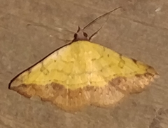 Hemeroplanis scopulepes