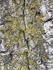 Candelariella efflorescens