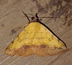 Hemeroplanis scopulepes