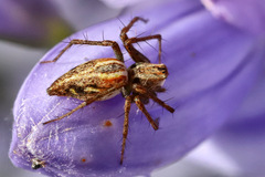 Oxyopes amoenus