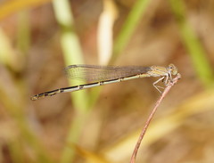 Pseudagrion cingillum