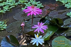 Nymphaea rubra