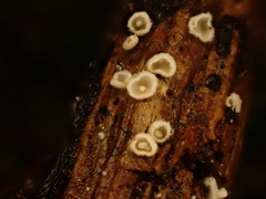Calyptella