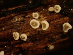 Calyptella