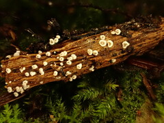 Calyptella
