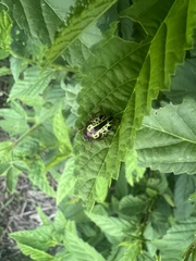 Calligrapha pantherina