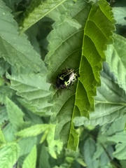 Calligrapha pantherina
