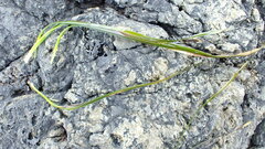 Phyllospadix scouleri