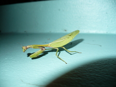 Parastagmatoptera unipunctata