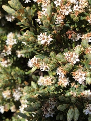 Acrothamnus montanus