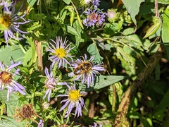 Helophilus lapponicus