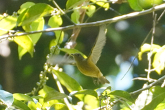 Mionectes oleagineus