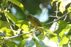 Mionectes oleagineus