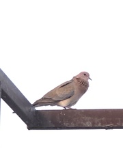 Streptopelia senegalensis