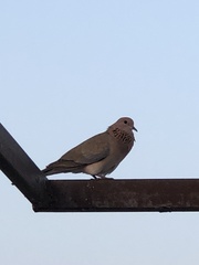 Streptopelia senegalensis