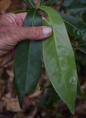 Planchonella chartacea