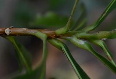 Planchonella chartacea