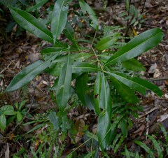 Planchonella chartacea