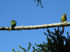 Pyrrhura frontalis