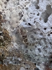 Bathygobius soporator