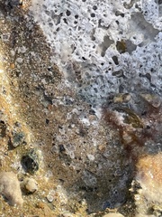 Bathygobius soporator