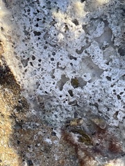 Bathygobius soporator