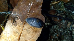 Kobeltia