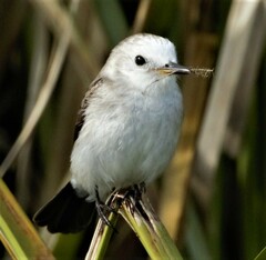 Arundinicola leucocephala