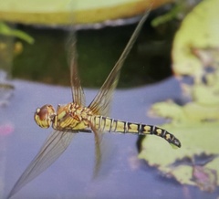 Hydrobasileus brevistylus