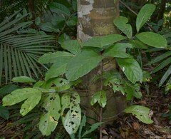 Cryptocarya hypospodia