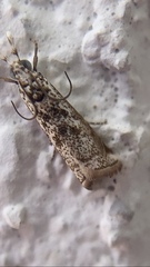 Phereoeca