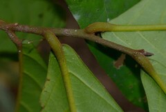 Cryptocarya hypospodia