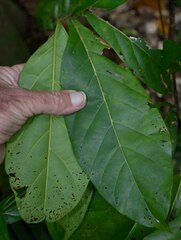Cryptocarya hypospodia