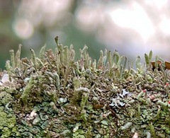 Cladonia coniocraea
