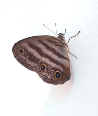 Euptychiina