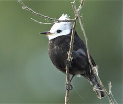 Arundinicola leucocephala