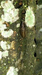 Kobeltia