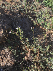 Epilobium brachycarpum