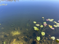 Micropterus floridanus