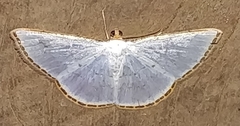 Leuciris